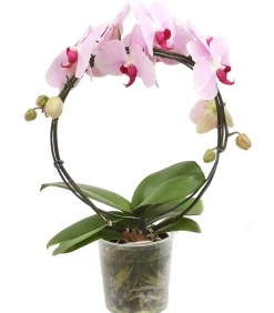 Schmetterlingsorchidee - Phalaenopsis cultivars, Bogen, verschiedene Sorten