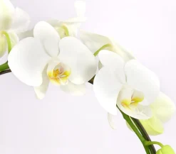 Schmetterlingsorchidee - Phalaenopsis cultivars, Bogen, verschiedene Sorten