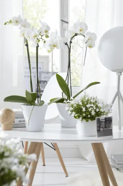 Schmetterlingsorchidee - Phalaenopsis cultivars 'Umbrella', verschiedene Sorten