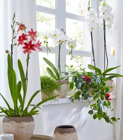 Schmetterlingsorchidee - Phalaenopsis cultivars 'Umbrella', verschiedene Sorten