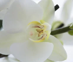 Schmetterlingsorchidee - Phalaenopsis cultivars, weiß