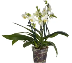 Schmetterlingsorchidee - Phalaenopsis cultivars, weiß