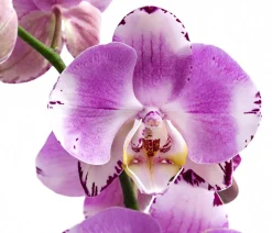 Schmetterlingsorchidee - Phalaenopsis cultivars 'Art Nouveau'