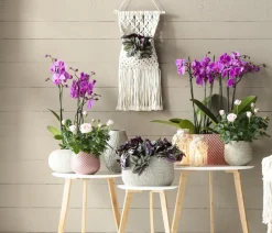 Schmetterlingsorchidee - Phalaenopsis cultivars, dreitriebig