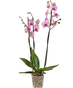 Schmetterlingsorchidee - Phalaenopsis cultivars, dreitriebig