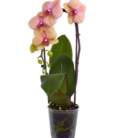 Schmetterlingsorchidee - Phalaenopsis cultivars Kascade, verschiedene Farben