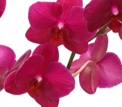 Schmetterlingsorchidee - Phalaenopsis cultivars 'Crossing', verschiedene Farben