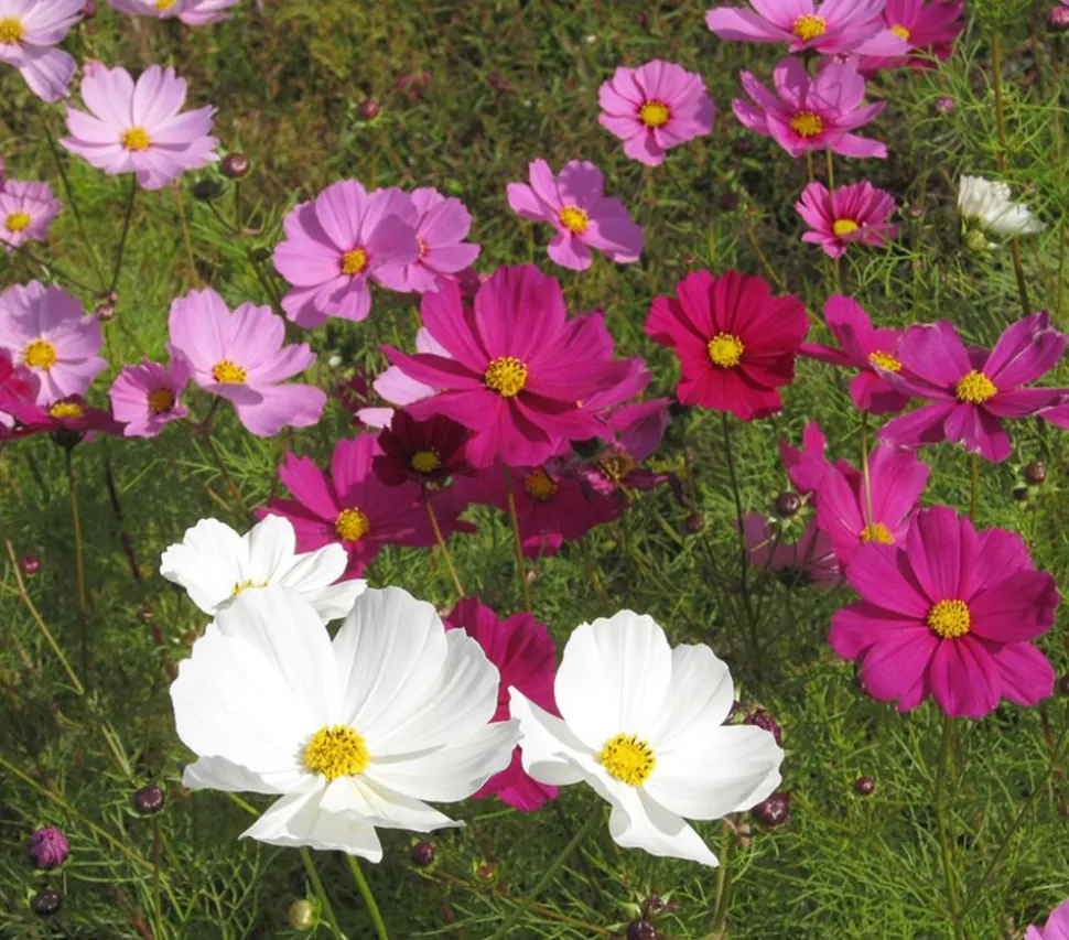 Schmuckkörbchen, verschiedene Farben
