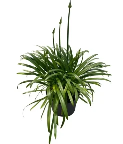 Schmucklilie 'Black Jack', Landlust Kollektion