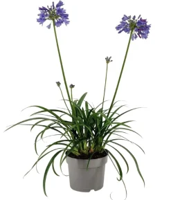 Schmucklilie 'Ever Sapphire', Landlust Kollektion