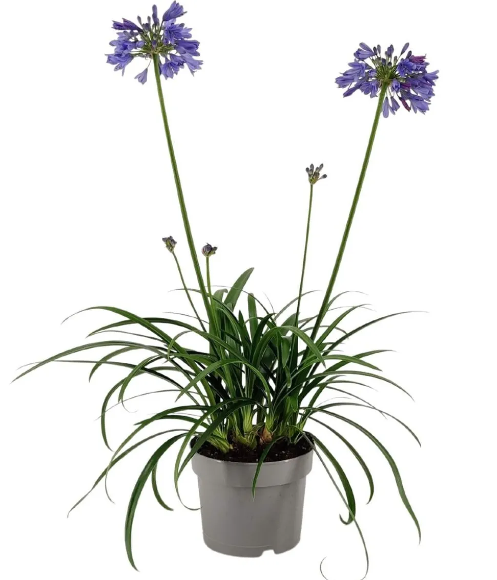 Schmucklilie 'Ever Sapphire', Landlust Kollektion