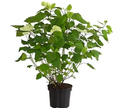 Schneeball-Hortensie 'Annabelle®'