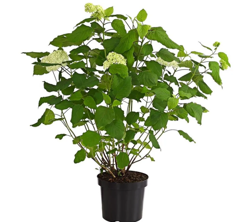 Schneeball-Hortensie 'Annabelle®'