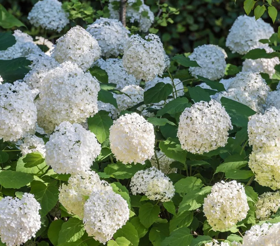 Schneeball-Hortensie 'Annabelle®'