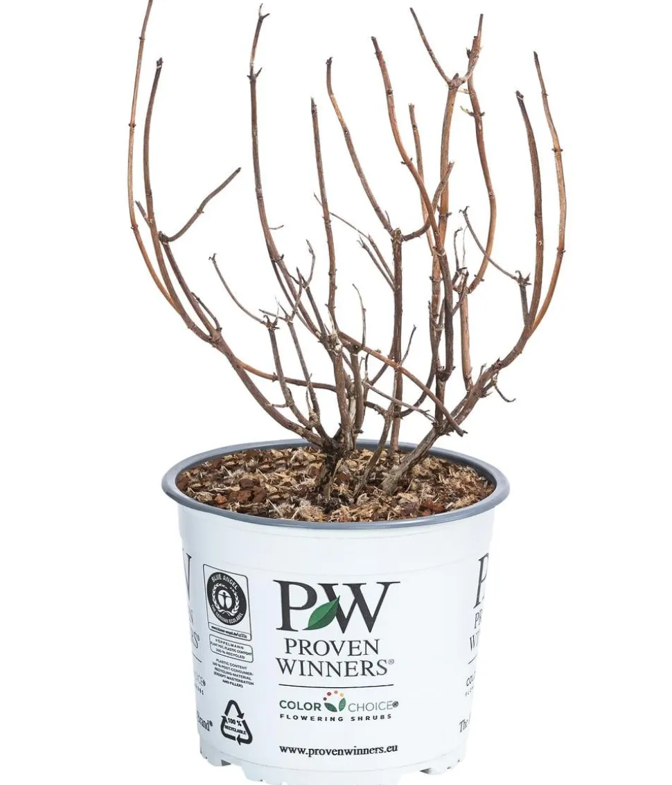 Schneeball-Hortensie 'Pink Annabelle®'