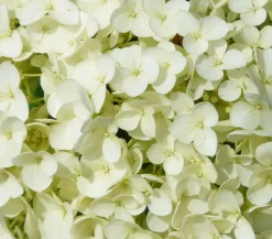 Schneeball-Hortensie 'Strong Annabelle®'