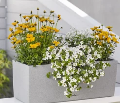Schneeflockenblume