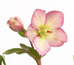 Schneerose 'Ice N' Roses® Rose' - Helleborus Gold Collection®