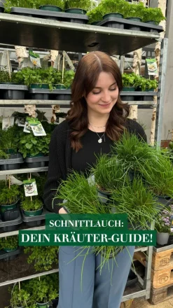 Schnittlauch