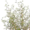 Schnurbaum 'Little Baby'