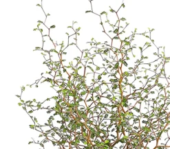 Schnurbaum 'Little Baby'