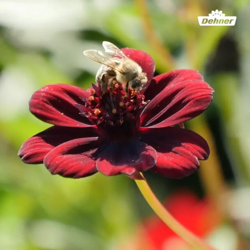 Schokoladenblume