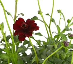 Schokoladenblume