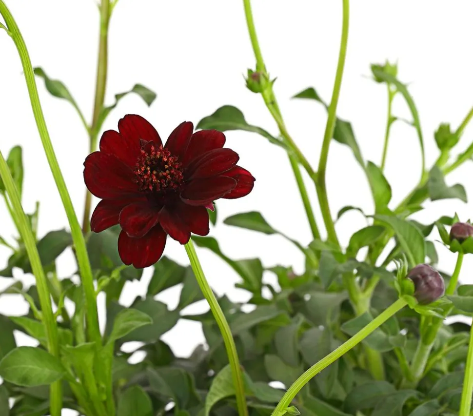 Schokoladenblume