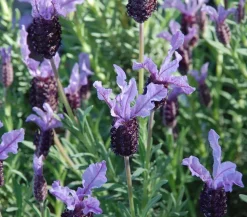 Schopf-Lavendel