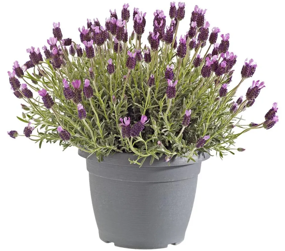 Schopf-Lavendel