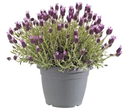 Schopf-Lavendel