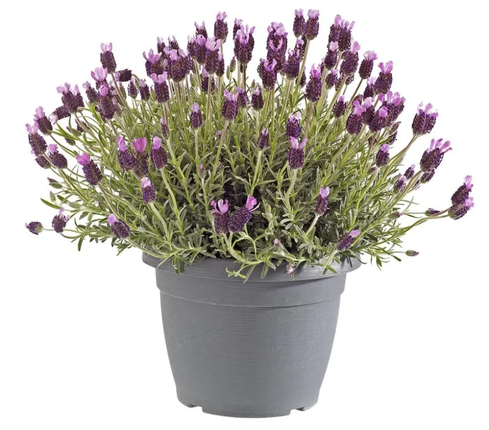Schopf-Lavendel