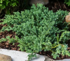 Schuppen-Wacholder 'Blue Carpet'