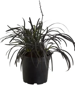 Schwarzer Schlangenbart 'Niger'
