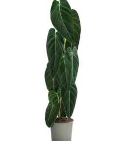 Schwarzgoldener Baumfreund - Philodendron melanochrysum