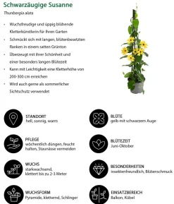 Schwarzäugige Susanne