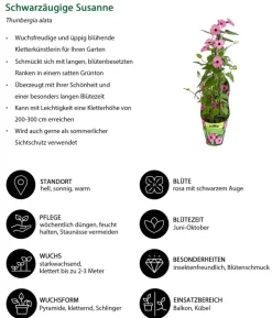Schwarzäugige Susanne