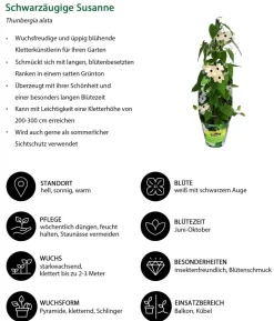 Schwarzäugige Susanne