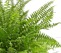 Schwertfarn - Nephrolepis exaltata 'Sonata'