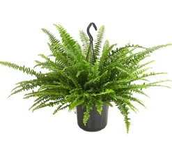 Schwertfarn - Nephrolepis exaltata, Ampel