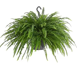 Schwertfarn - Nephrolepis exaltata, Ampel