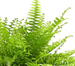 Schwertfarn - Nephrolepis exaltata 'Sonata'