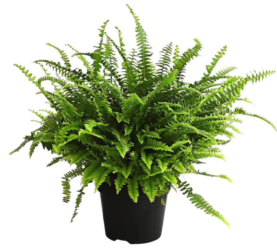 Schwertfarn - Nephrolepis exaltata 'Green Lady'
