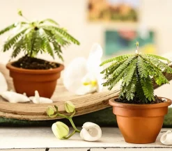 Südseepalme - Biophytum sensitivum, 2er-Set