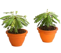 Südseepalme - Biophytum sensitivum, 2er-Set
