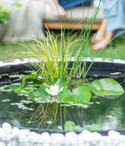 Seerose, ca. Ø14 cm