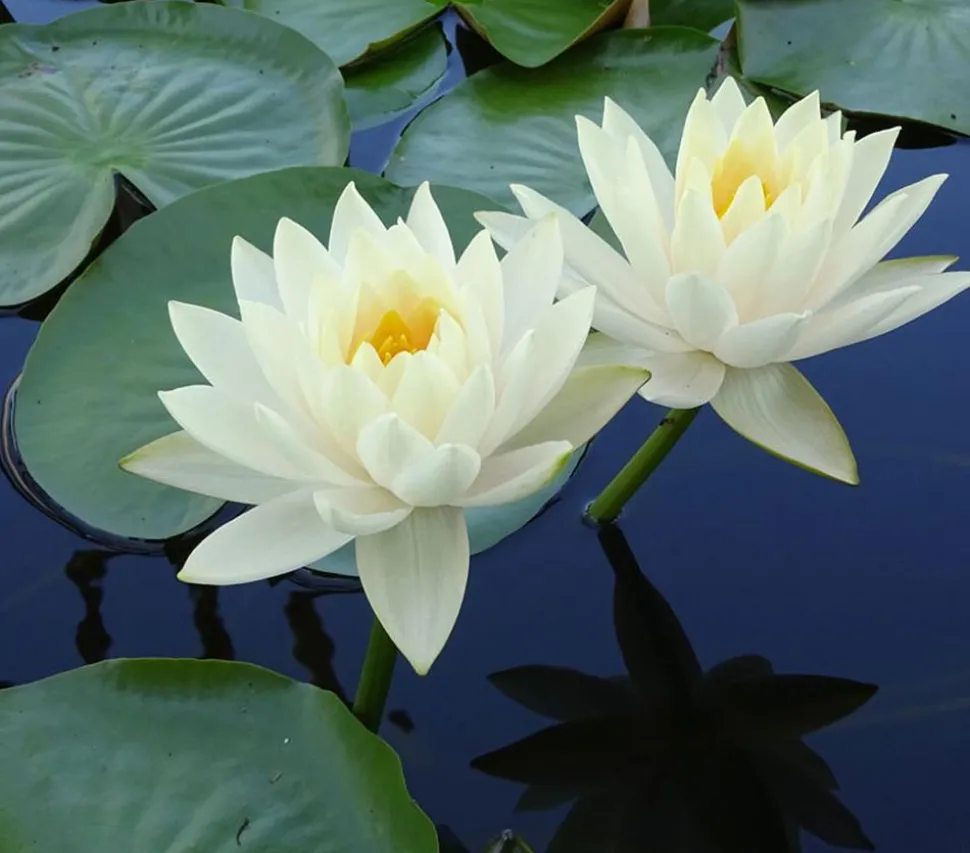 Seerose 'Gonnere'