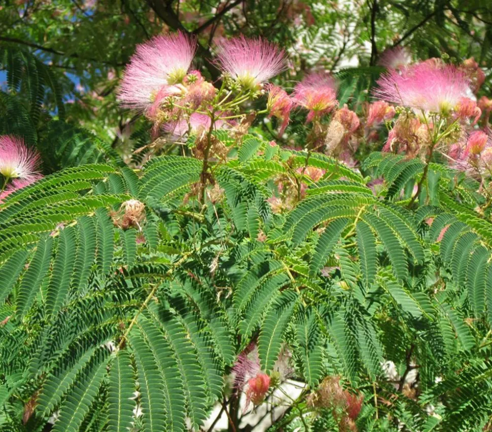 Seidenbaum 'Ombrella'