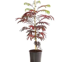 Seidenbaum 'Summer Chocolate'