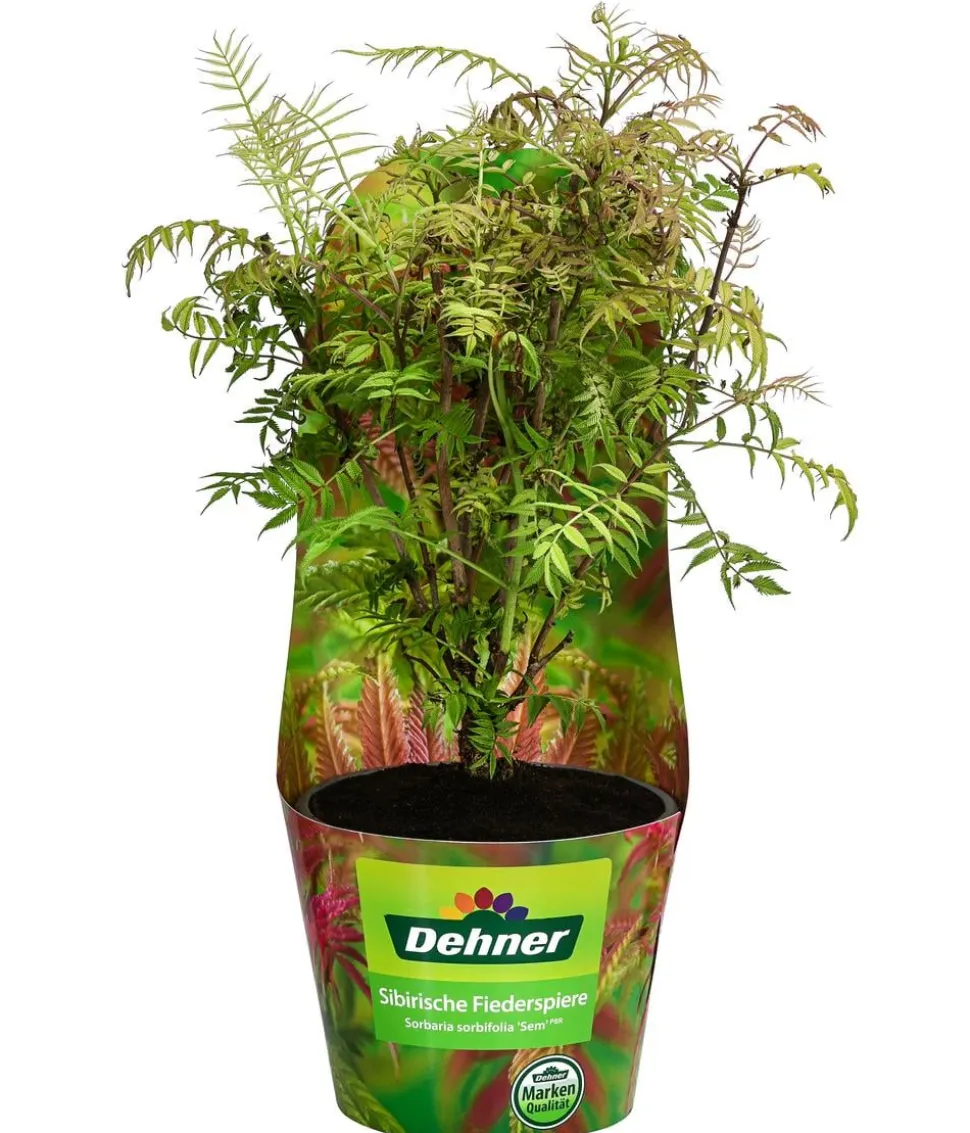 Sibirische Fiederspiere 'Sem'